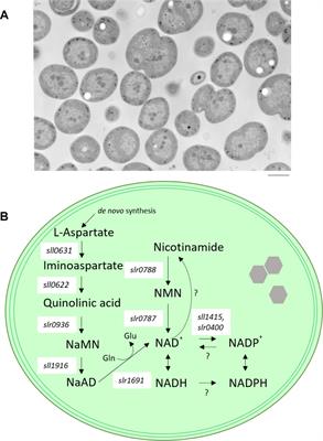 Physiological Significance of NAD Kinases in Cyanobacteria